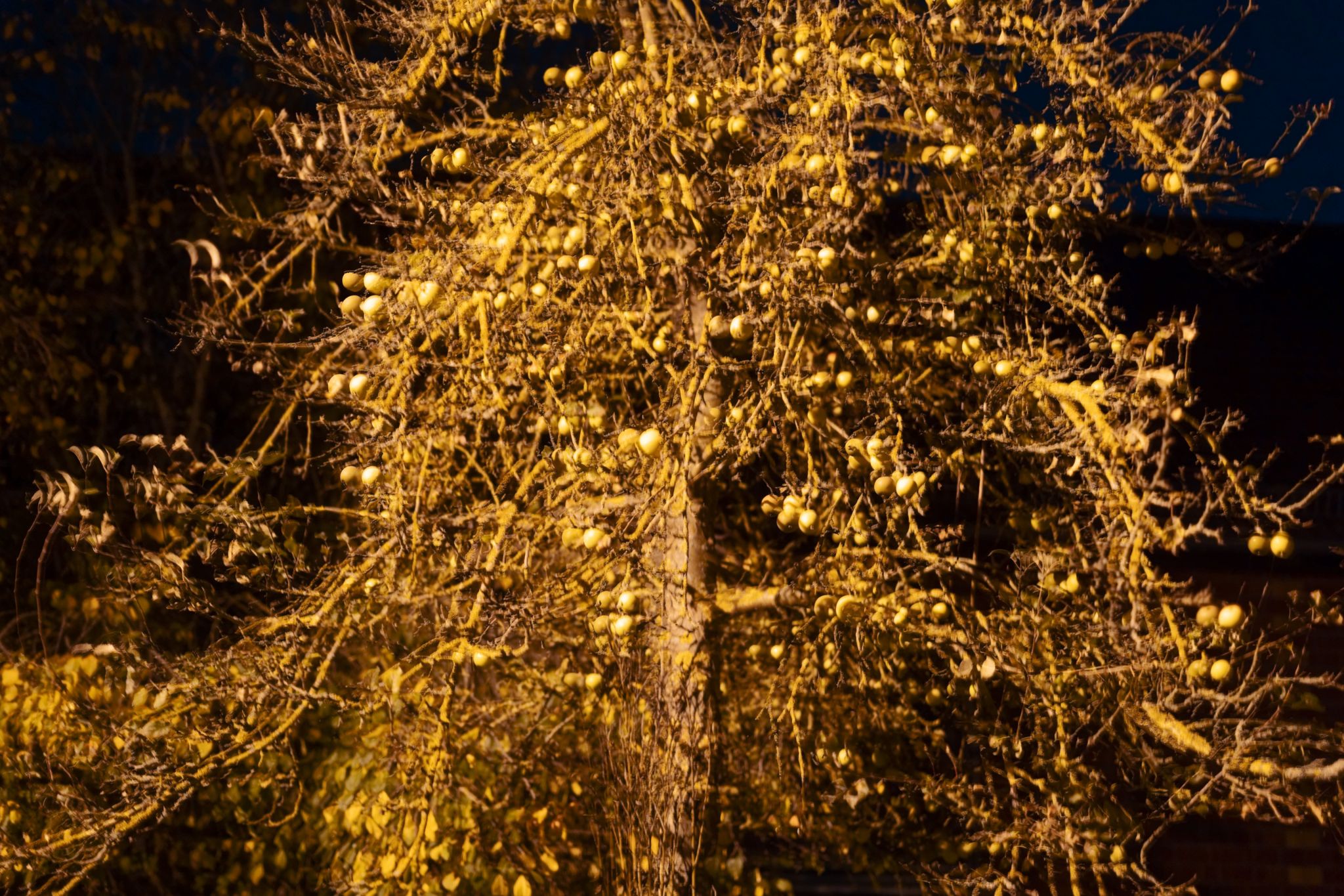 00 221030 Nacht Dirk Opitz DIO8345 DxO